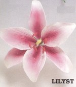 Stargazer Lily