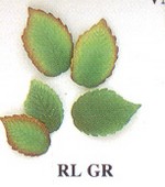 Assorted Rose Leaves