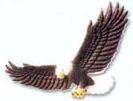 Eagle in Flight - 5